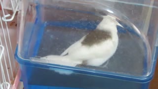 ちょっと入ったジュウシマツ インコとキンカチョウも映る2025 7 24