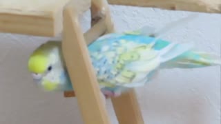 階段の間にインコ 　上にキンカチョウ　2羽の鳥
