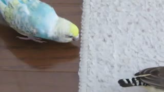 カーペットかじるインコ→カゴに入りたい キンカチョウも映る