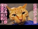 事件再来⁉︎からあげ珍獣の保護に再度挑む