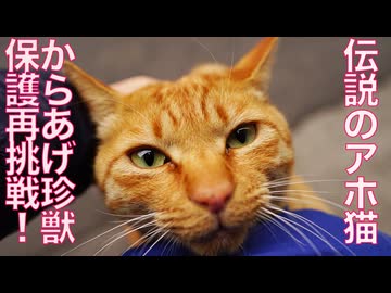 事件再来⁉︎からあげ珍獣の保護に再度挑む