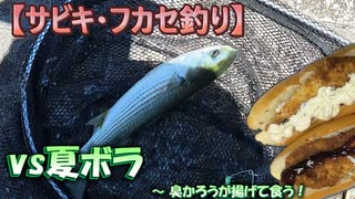 【サビキ・フカセ】 vs夏ボラ ～ 臭かろうが揚げて食う！