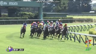 エコロアルバ　2歳新馬