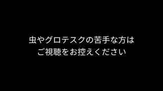 鶏に蝉や蝉の抜け殻を与えてみた
