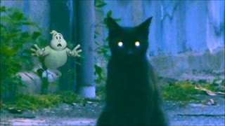 夜の猫とゴースト？