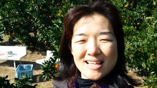 のまさんち「【mikan】Mikangari(colheita de laranja) no Isehara」