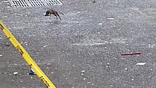 ネズミｖｓ女性