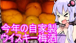 【今年の自家製ウイスキー梅酒】ゆかりのふらっと隠れ家 第２期 ♭522【ハイボール祭り夏の陣2025】