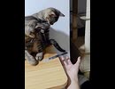 ホモと見るフェイントをかけて人間を欺く猫