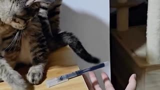 ホモと見るフェイントをかけて人間を欺く猫