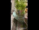 今夜は豆苗パーティ□