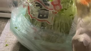 今夜は豆苗パーティ□
