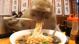 ホモと見る猿系youtuber