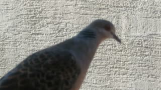 鳩の顔　2025年7月27日　ショート動画