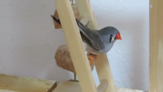 少し羽が引っかかる？キンカチョウ　ショート動画