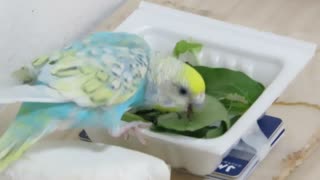 栄養補給するインコ 小松菜 キンカチョウも映る　餌