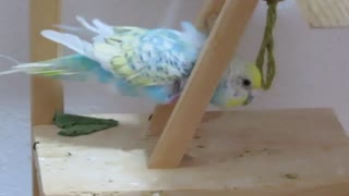 間がすきなんだぁ～byインコ　ショート動画