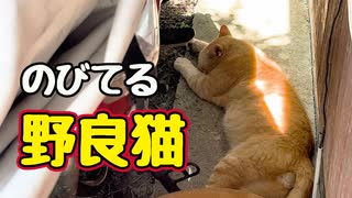 外は暑いやろに…【野良猫】