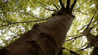 【初音ミク】Green/La'cryma Christi【VOCALOIDカバー】