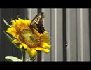 7月の生き物とスズメたち2