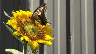 7月の生き物とスズメたち2