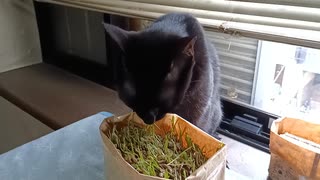 草を引っこ抜くこま