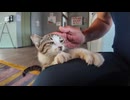 【猫ホテル】猫ホテルの子猫が可愛すぎてチェックアウトできない件ww