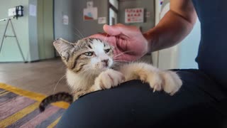 【猫ホテル】猫ホテルの子猫が可愛すぎてチェックアウトできない件ww