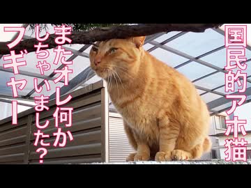 国民的アホ猫、からあげピンボールアゲイン