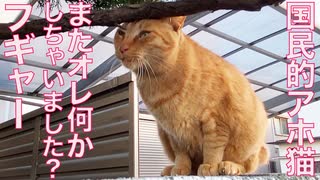 国民的アホ猫、からあげピンボールアゲイン