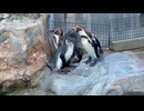 【東武動物公園】パルムちゃんのおねだりタイム【フンボルトペンギン】