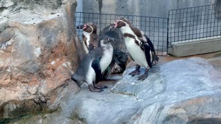 【東武動物公園】パルムちゃんのおねだりタイム【フンボルトペンギン】