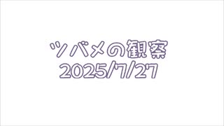 つばめの観察2025No031