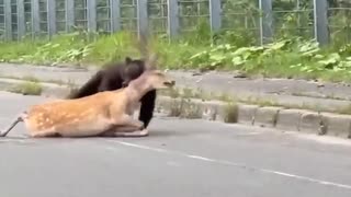 ホモと見る道路で熊に襲われるエゾシカ
