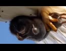 ホモと見る鳥に連れ去られるネズミ