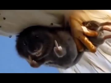 ホモと見る鳥に連れ去られるネズミ