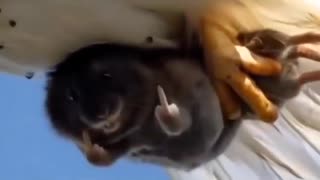 ホモと見る鳥に連れ去られるネズミ
