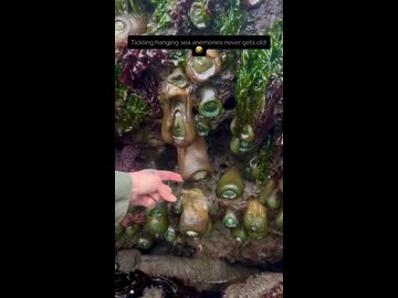 ホモと見る触られて反応するイソギンチャク