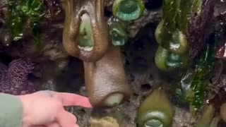 ホモと見る触られて反応するイソギンチャク