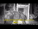 (続く熊厳戒）変態忍者の、有害鳥獣駆除従事活動記・その３３９