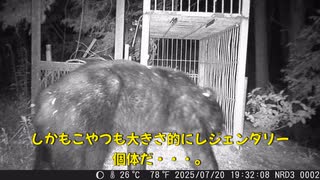 (続く熊厳戒）変態忍者の、有害鳥獣駆除従事活動記・その３３９