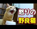 そんな怒らんでも…【野良猫】