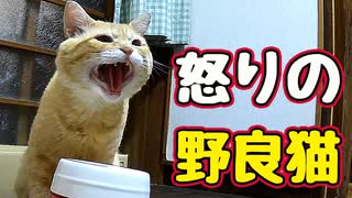 そんな怒らんでも…【野良猫】