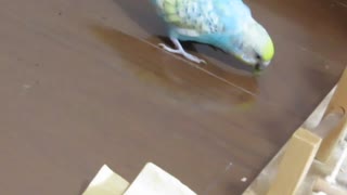 パクっとインコ床の小松菜　ショート動画