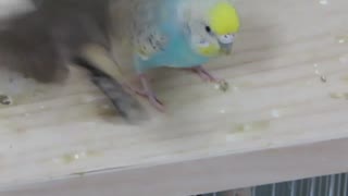 追いかけるインコ じゃれたいインコ　逃げるキンカチョウ