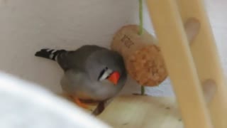 当たってるキンカチョウ　インコ