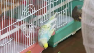 今日もカゴに入りたいインコ ジュウシマツのカゴに キンカチョウも映る