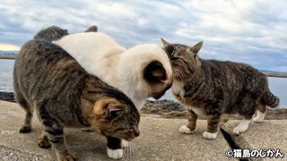 防波堤猫たち