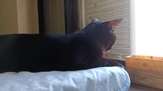 あたらしいくさをまつこま