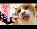 公園の女王猫、病院搬送失敗で再び心を閉ざす